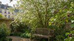 Petit jardin : ce petit arbre oublié, parfait pour fleurs, ombre et baies, que tout le monde ignore à tort