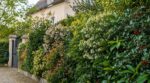 Photinia malades, tailles sans fin ? Ces arbustes faciles vont enfin sauver votre haie et votre jardin
