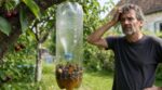 Piège à bière contre le frelon asiatique : cette erreur en été tue vos meilleurs alliés dans le jardin
