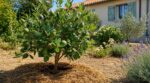 « Plante-le en plein juillet » : ce fruitier méconnu qu’un pépiniériste m’a conseillé contre la canicule