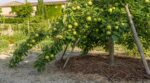 Pommier plein à craquer en juillet : ce piège caché qui peut ruiner toutes vos récoltes des prochaines années