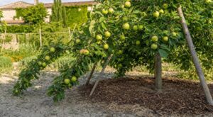 Pommier plein à craquer en juillet : ce piège caché qui peut ruiner toutes vos récoltes des prochaines années