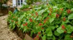 Potager : ce légume ancien aux faux fruits rouges revient en force, ignorez-le et vous le regretterez