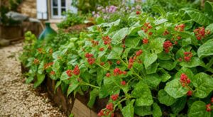 Potager : ce légume ancien aux faux fruits rouges revient en force, ignorez-le et vous le regretterez