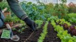 Potager : cette erreur de fin juillet vous prive de récoltes jusqu&rsquo;à Noël, semez plutôt ces légumes