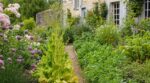 Potager : cette habitude des anciens avec les salades montées en graines change tout autour sans que vous le voyiez