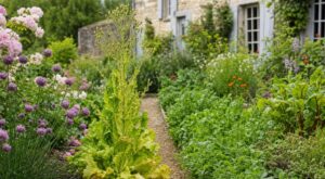 Potager : cette habitude des anciens avec les salades montées en graines change tout autour sans que vous le voyiez