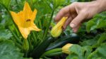 Potager : cueillir ces fleurs de courgettes le matin peut ruiner toute votre récolte de l’été