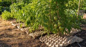 Potager en plein été : ce simple emballage en carton que les anciens gardent au pied des plants sauve les récoltes