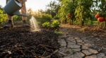 Potager : vous avez peur de brûler les feuilles en arrosant en plein soleil, mais le vrai danger se cache sous la terre