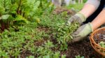 Pourpier envahissant : cette erreur que tous les jardiniers font vous condamne à le voir revenir sans cesse