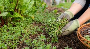 Pourpier envahissant : cette erreur que tous les jardiniers font vous condamne à le voir revenir sans cesse