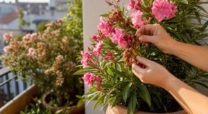 Pourquoi ce voisin retire chaque matin les fleurs fanées de son laurier-rose et le gros risque si vous ne le faites pas