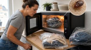 Punaises de lit : cette erreur avec vos vêtements au micro-ondes peut transformer votre traitement en cauchemar