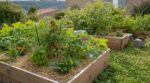 Restrictions d&rsquo;eau : cette technique japonaise pour un potager presque sans arrosage bluffe les jardiniers