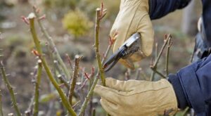 Rosiers en mars : cette erreur de taille ruine la floraison, voici le geste à faire maintenant