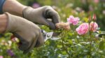 Rosiers remontants : ce point de coupe méconnu à ne plus jamais rater pour des fleurs jusqu’à l’automne