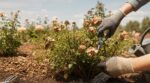 Rosiers remontants grillés par la canicule : ces 3 gestes en août décident de votre floraison de septembre