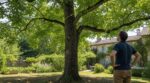 Scieries prêtes à payer une fortune pour cet arbre du jardin que tout le monde arrache sans le savoir