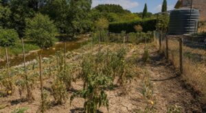 Sécheresse : eau du voisin, ruisseau, puits… cette règle méconnue peut vous coûter cher dans votre potager