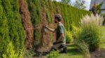 Si votre haie de thuyas brunit par plaques, ce signe cache ce que vous devez changer d&rsquo;urgence dans votre jardin