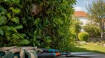 Tailler sa haie en juillet : cette colonie d&rsquo;insectes cachée dans vos haies envoie chaque été jardiniers aux urgences