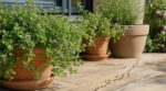 Terrasse envahie de fourmis : cette petite menthe méconnue en pot les fait fuir sans insecticide, mais pas sans risque