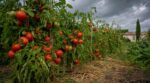 Tomates : ce réflexe avant l’orage que les anciens évitaient ruine votre récolte en quelques jours