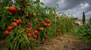 Tomates : ce réflexe avant l’orage que les anciens évitaient ruine votre récolte en quelques jours