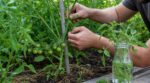 Tomates : ces 3 gestes de taille oubliés à faire avant mi-juillet pour presque doubler votre récolte d’août