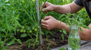Tomates : ces 3 gestes de taille oubliés à faire avant mi-juillet pour presque doubler votre récolte d’août