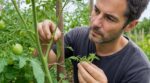 Tomates : cette erreur avec les gourmands peut vous coûter 30 % de récolte et des dizaines de plants gratuits