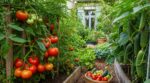 Tomates, concombres : cette habitude au potager ruine vos récoltes, un simple changement les multiplie par 3