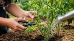 Tomates en fleurs : ces 4 gestes simples à faire maintenant pour éviter la coulure et multiplier vos fruits