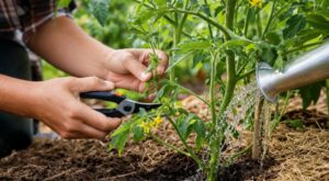 Tomates en fleurs : ces 4 gestes simples à faire maintenant pour éviter la coulure et multiplier vos fruits