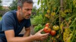 Tomates fendillées, feuilles jaunes : ce problème caché que vos plants vous crient avant de ruiner la récolte