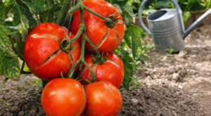 Tomates qui éclatent en juillet : si vous accusez la chaleur, c’est cette erreur d’arrosage qui ruine votre récolte