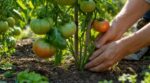 Tomates qui ne rougissent pas : ce geste oublié des anciens au pied du plant accélère la récolte de 2 semaines