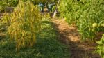 Tontes de gazon au pied des tomates : cette habitude écolo ruine vos plants et voici le bon geste à adopter