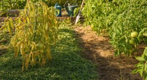 Tontes de gazon au pied des tomates : cette habitude écolo ruine vos plants et voici le bon geste à adopter