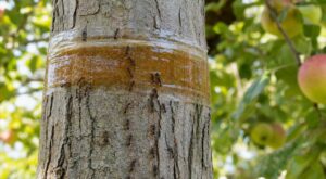 Tout le monde laisse les fourmis sur les fruitiers : cette erreur épuise vos arbres, voici le geste à faire