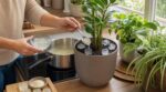 Vacances : ce gélifiant pour desserts garde vos plantes en vie sans voisin pendant près de 15 jours