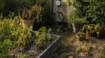 Vacances : ce réglage oublié sur votre arrosage automatique peut transformer votre jardin en désastre irrattrapable