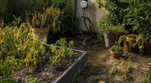 Vacances : ce réglage oublié sur votre arrosage automatique peut transformer votre jardin en désastre irrattrapable