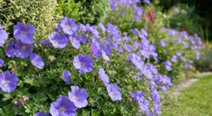 Voici la vivace bleue élue plante du siècle qui métamorphose votre jardin presque sans entretien dès ce printemps