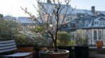 Voici l&rsquo;arbre fruitier oublié qui supporte le gel, les petits jardins… et peut transformer votre extérieur