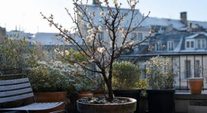 Voici l&rsquo;arbre fruitier oublié qui supporte le gel, les petits jardins… et peut transformer votre extérieur