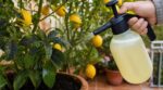 Voile noir sur vos agrumes : stop aux fongicides chers, cette poudre dans votre placard de cuisine à 0,10 € suffit
