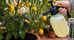 Voile noir sur vos agrumes : stop aux fongicides chers, cette poudre dans votre placard de cuisine à 0,10 € suffit