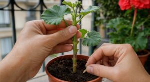 Vos boutures de géranium végètent ? Ce grain de céréale à glisser sur la tige peut tout changer en quelques jours
